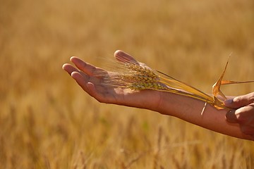 Image showing hand in wheat field