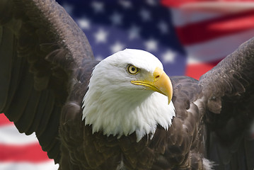 Image showing American eagle with flag