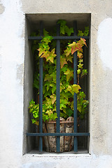 Image showing ivy in the window