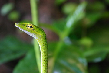 Image showing Whip Snake