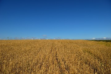 Image showing wheat field with blue sky in background