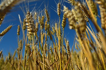 Image showing wheat field with blue sky in background