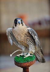 Image showing arab falcon bird