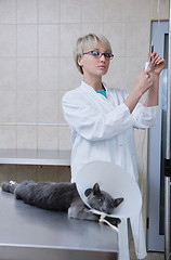 Image showing Female veterinary