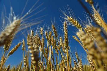 Image showing wheat field with blue sky in background