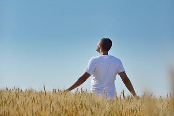 Image showing man in wheat field