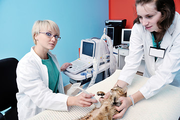 Image showing veterinarian and assistant in a small animal clinic