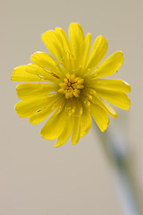 Image showing yellow Hieracium Sylvaticum