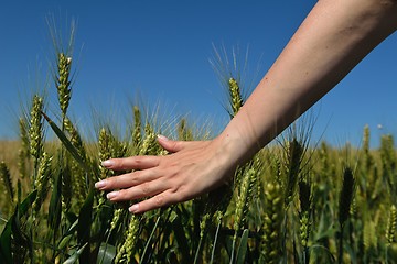 Image showing Hand in wheat field