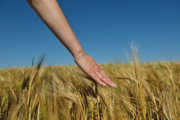 Image showing Hand in wheat field