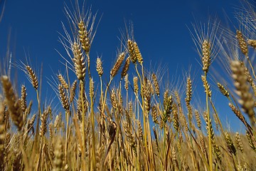 Image showing wheat field with blue sky in background