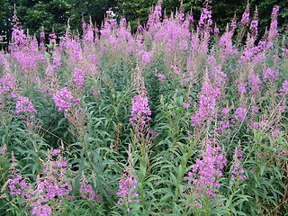 Image showing wild purple flower