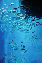 Image showing aquarium with fishes and reef