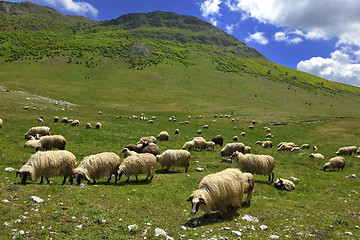 Image showing sheeps in nature