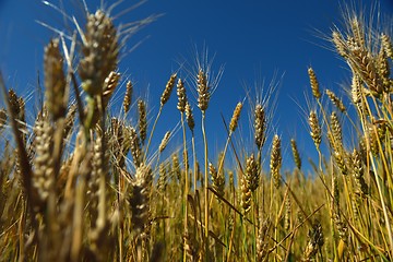 Image showing wheat field with blue sky in background