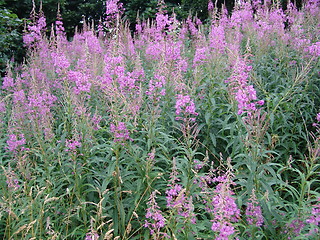 Image showing wild purple flower