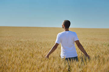 Image showing man in wheat field