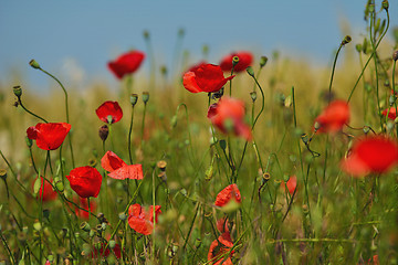 Image showing puppy flower field background