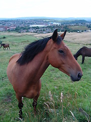 Image showing horse