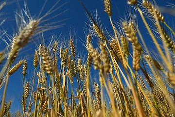 Image showing wheat field with blue sky in background