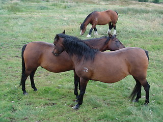 Image showing two horses grooming