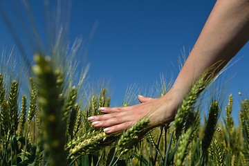 Image showing Hand in wheat field