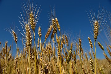 Image showing wheat field with blue sky in background