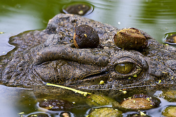 Image showing crocodile in the water in madagascar,nosy be