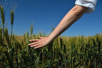 Image showing Hand in wheat field