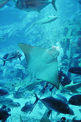 Image showing aquarium with fishes and reef