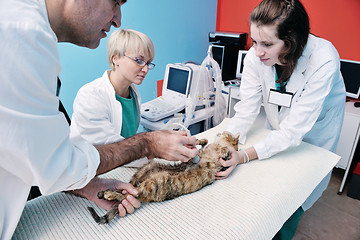 Image showing veterinarian and assistant in a small animal clinic