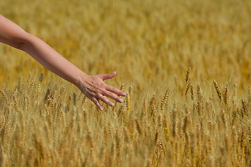 Image showing hand in wheat field