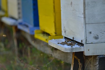 Image showing honey bee home in nature