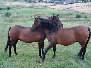 Image showing two horses grooming