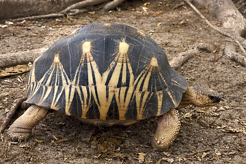 Image showing madagascar's turtle