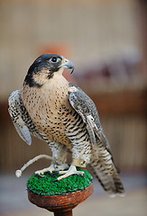 Image showing arab falcon bird