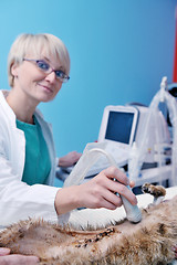 Image showing Female veterinary