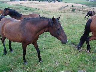 Image showing horse