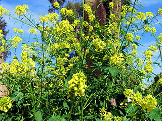 Image showing Blossoming plant