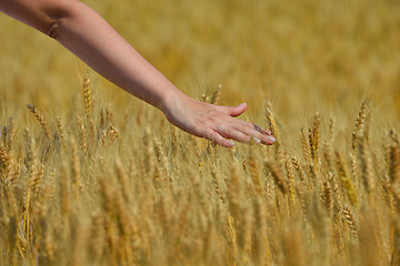 Image showing hand in wheat field