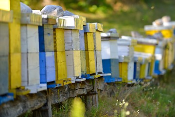 Image showing honey bee home in nature