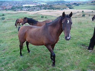 Image showing horse