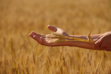 Image showing hand in wheat field