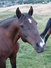 Image showing horse