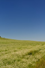 Image showing wheat field with blue sky in background