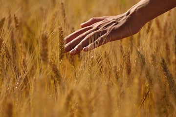 Image showing hand in wheat field