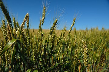 Image showing wheat field with blue sky in background