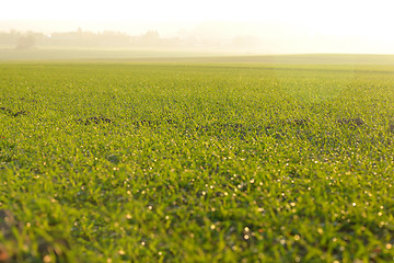 Image showing green grass on a background beautiful sunset