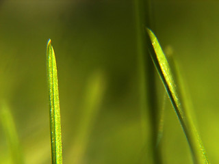 Image showing green grass background