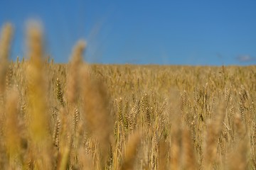 Image showing wheat field with blue sky in background